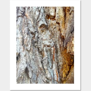 Wood, pattern, tree, nature Posters and Art